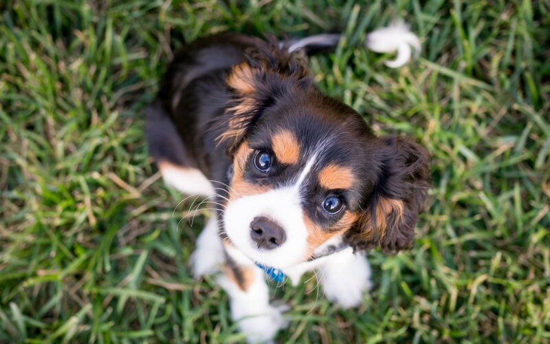 How to stop an aggressive puppy BBC Maestro