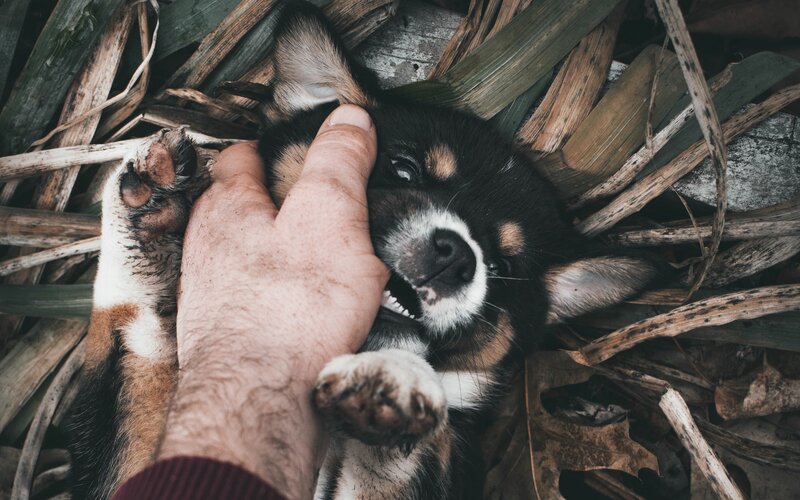 A puppy bites