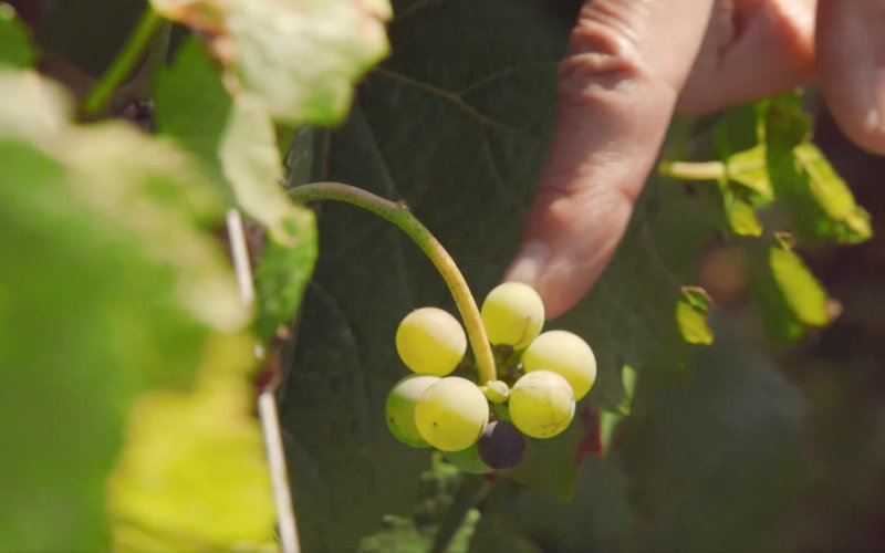 Grapes on a vine