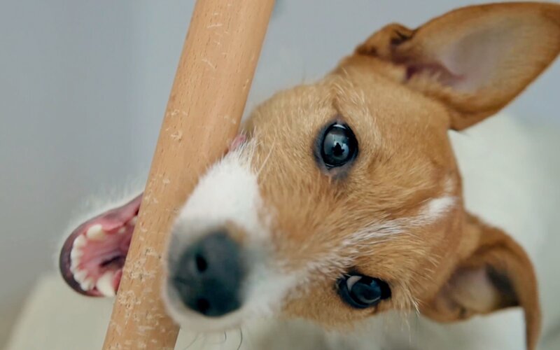 A puppy chewing a stick